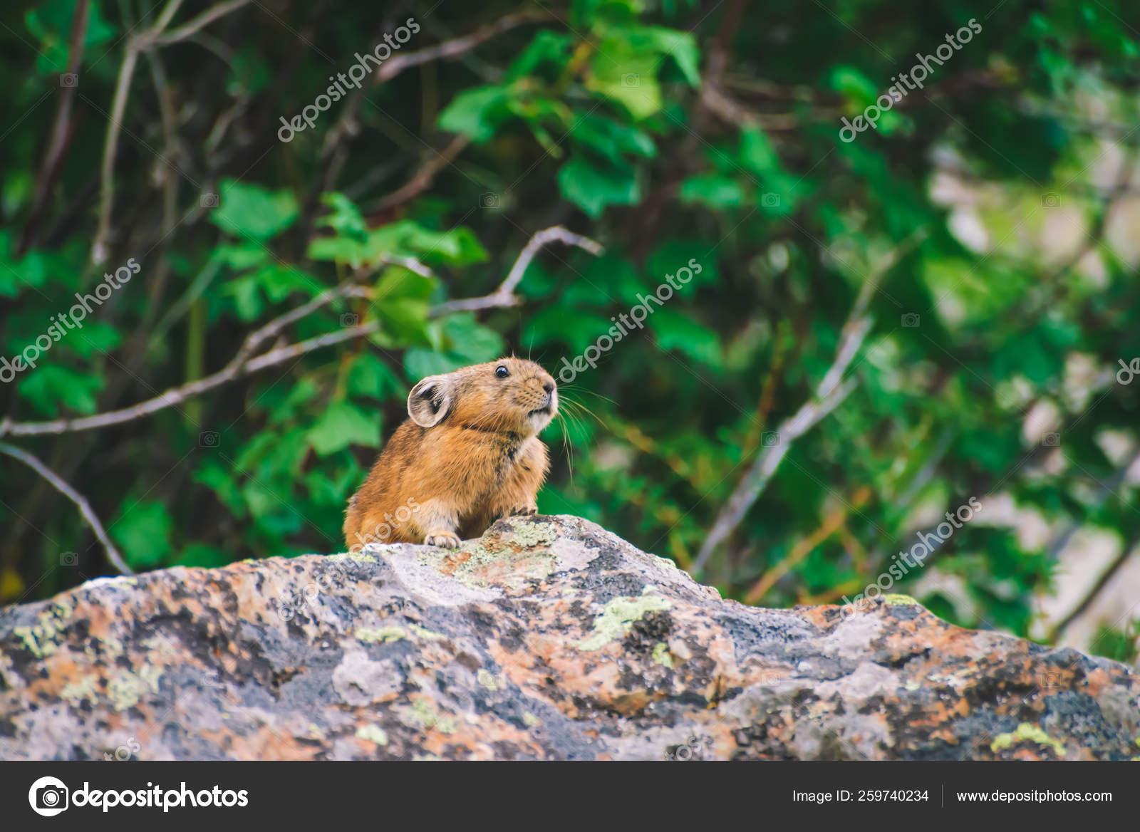 Pika Rodent Cliff Rich Plants Highlands Small Curious Animal Rock ...