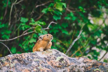 Pika rodent on cliff among rich plants of highlands. Small curious animal on rock. Little fluffy cute mammal on background of greenery. clipart