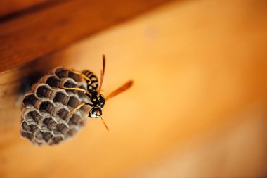 Küçük arı makro onun petek korumak. Tehlikeli çizgili sarı siyah böcek yakın. Ahşap arka plan üzerinde kopya alanı ile Vespiary. Mülkiyetin korunması.
