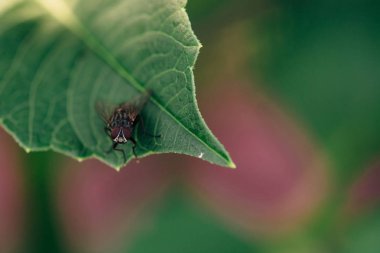 Siyah sinek bitkinin yeşil yaprağıüzerinde oturur. Yaz böcekleri.