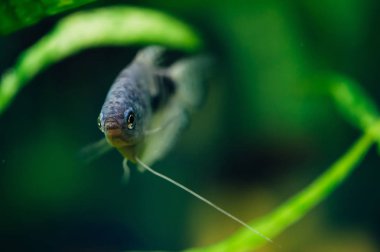 Trichogaster trichopterus bir akvaryumda yüzüyor. Gourami, ne oldu? Lüfer.