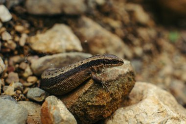 Kayaların arasında saklanan kum kertenkelesi (Lacerta agilis).