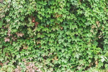 Parthenocissus henryana yeşil çit yakın. Kopya alanı ile girlish üzüm Sonbahar arka plan. Parthenocissus inserta ayrıntılı doku. Sonbaharda yeşil ve kırmızı yaprakların Çit.