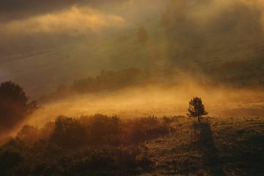 Engebeli dağlarda yalnız bir ağaç. Altay'da sabah sisi. Büyüleyici