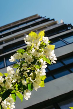 Yüksek katlı bir binanın arka planında bir elma ağacının çiçekli dalı. Şehirde Bahar.