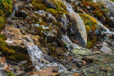 Yaylaların zengin bitki örtüsü. Kırmızı ve yeşil yosunlar, renkli bitkiler, likenler, kayadan küçük şelale. Dağ yamacında kaynak suyu. Dağların güzel bitki örtüsü ile Amazing doğal arka plan.