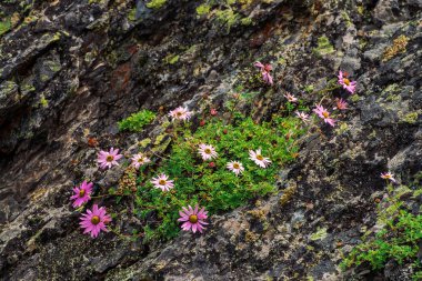 Aster Alpinus taşların arasında kayalar üzerinde yetişir. Sarı merkezi ile Inanılmaz pembe çiçekler. Alp Asters uçuruma yakın. Yaylabitki. Kopya alanı ile güzel dağ florası. Harika bitkiler