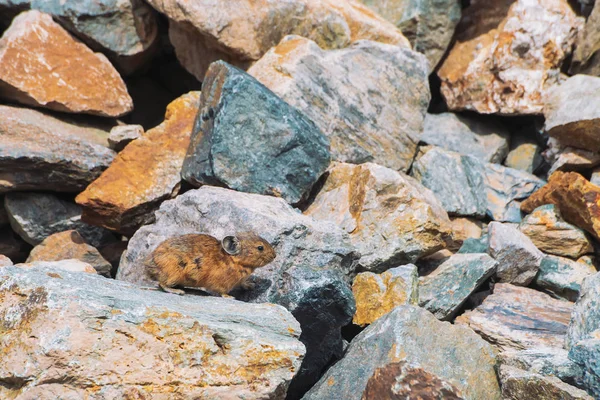 Pika rodent on stones in highlands. Small curious animal on colorful rocky hill. Little fluffy cute mammal on picturesque boulders in mountains. Small mouse with big ears. Little nimble pika.