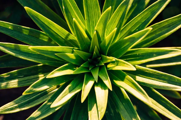 Green leaves of lilies in the sun\'s rays. View from above. Leaves in the form of asterisks.