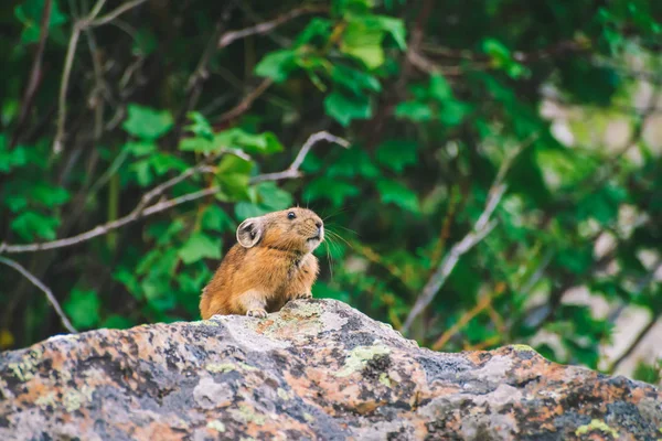 Pika Rágcsáló Szikla Között Gazdag Növények Felvidék Kis Kíváncsi Állat — Stock Fotó