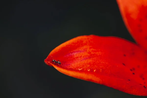 Kırmızı Turuncu Taç Yaprağı Yakın Çekim Kenarında Küçük Siyah Karınca — Stok fotoğraf