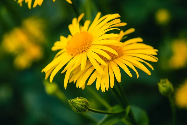 Dos Hermosos Árnica Crecen Contacto Cerca Flores Frescas Color Amarillo — Foto de Stock
