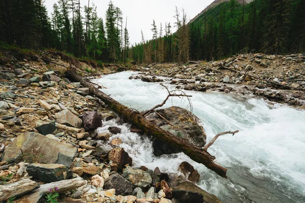 Prachtige Snelle Waterstroom Van Gletsjer Wilde Bergkreek Met Stenen Verbazingwekkend — Stockfoto