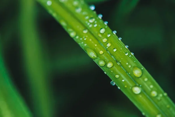 Hermosa Hierba Verde Brillante Viva Con Gotas Rocío Cerca Con — Foto de Stock