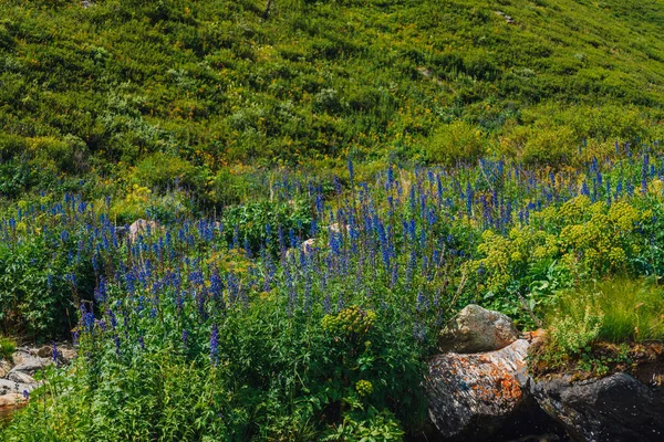 Група Красивих Квітучих Фіолетових Квітів Горщика Долині Крупним Планом Багата — стокове фото