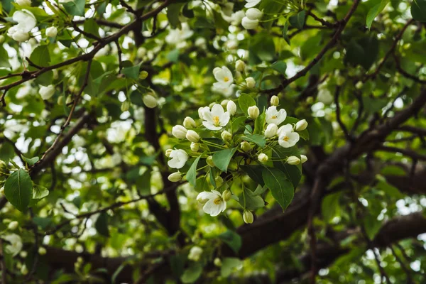 Beautiful flowers of tree cerasus close-up. Romantic background of branch spring flowers in macro with copy space. Small white flowers with yellow pestle and stamens. Blooming plants of springtime.