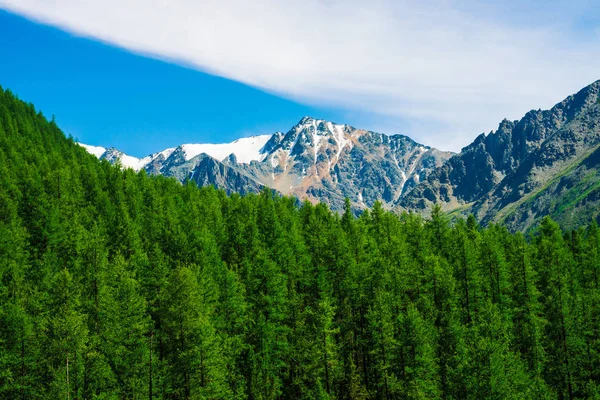 Snowy mountain top behind wooded hill under blue clear sky. Rocky ridge above coniferous forest. Atmospheric minimalistic landscape of majestic nature.