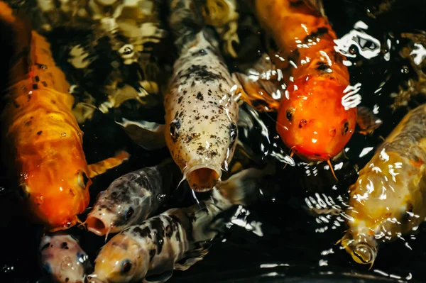 Fancy Carp Koi Fish Sont Rouge Orange Blanc Noir Vue — Photo
