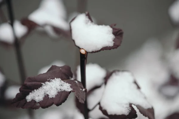 Стебель Цветами Снег Листьях Стебель Осень — стоковое фото