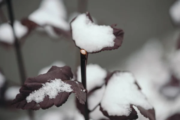 Tallo Flor Recortada Nieve Las Hojas Tallo Otoño —  Fotos de Stock