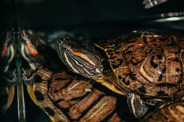 Eine Familie Von Schildkröten Schwimmt Einem Aquarium Trachemys Scripta — Stockfoto