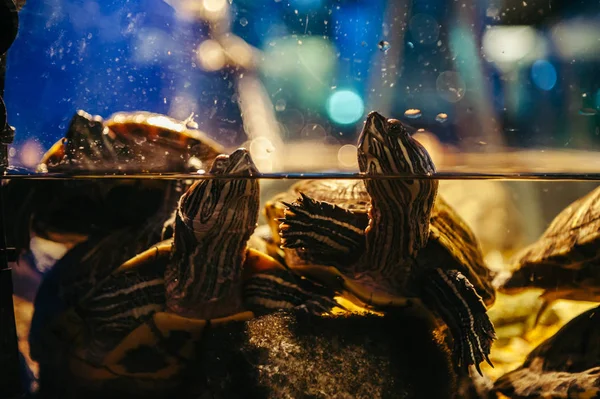 Familie Skildpadder Svømmer Akvarium Trachemys Scripta - Stock-foto