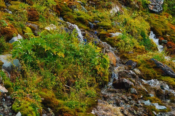 Yaylaların Zengin Bitki Örtüsü Kırmızı Yeşil Yosunlar Renkli Bitkiler Likenler — Stok fotoğraf