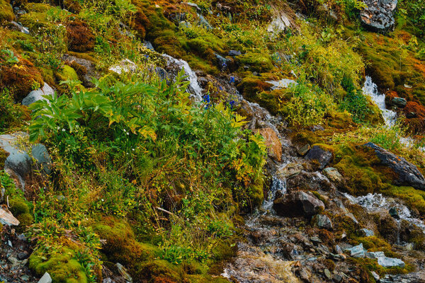 Rich flora of highlands. Red and green mosses, colorful plants, lichens, small waterfall from rock. Spring water on mountainside. Amazing natural background with beautiful vegetation of mountains.