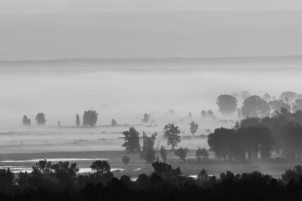Мистический Вид Лес Туманом Ранним Утром Серой Гамме Туман Среди — стоковое фото