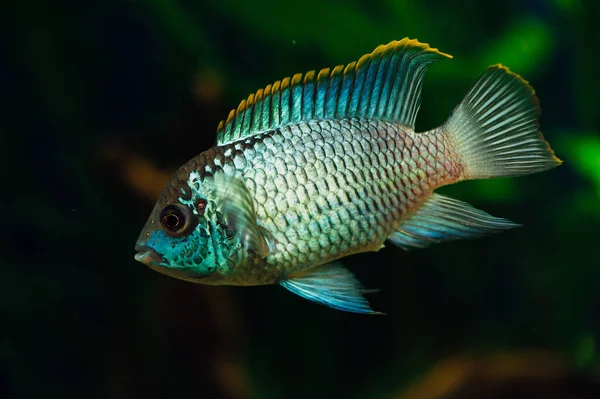 Nannacara Pesci Azzurri Acquario Uno Sfondo Alghe Ciclidi — Foto Stock