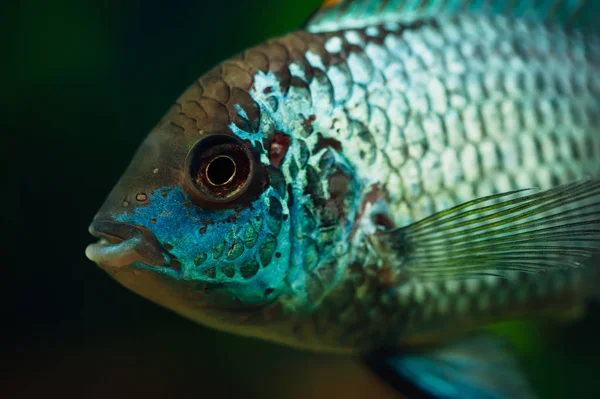 Primo Piano Nannacara Pesce Azzurro — Foto Stock