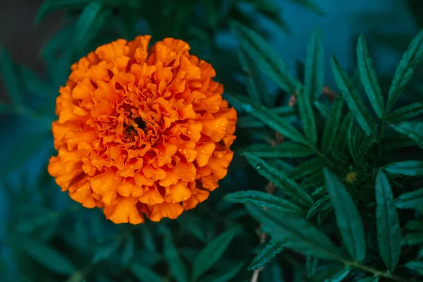 Calendula Tenera Ricco Sfondo Verde Con Gocce Pioggia Piccolo Fiore — Foto Stock