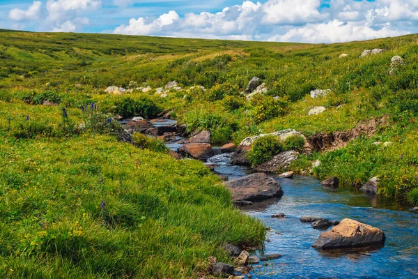 Spring water stream in green valley in sunny day. Rich highland flora. Amazing mountainous vegetation near mountain creek. Wonderful paradise scenic landscape. Paradisiacal sunny picturesque scenery.