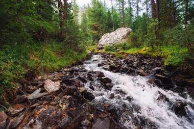 Vahşi Dağ Deresi 'nde harika bir su akıntısı. İnanılmaz manzaralı yeşil orman manzarası. Dere kenarındaki zengin bitki örtüsü ve büyük taş. Dağlık arazinin atmosferik manzarası. Güzel dağlar doğa.