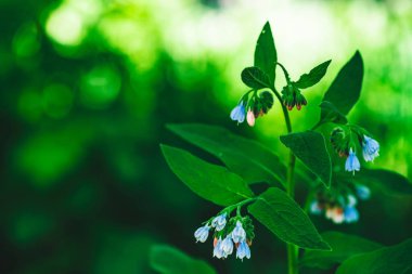 Zengin yeşil yaprakları ile comfrey Mavi çiçekler kopya alanı ile bokeh arka plan üzerinde büyür. Makroküçük çan çiçekleri. Güzel bitki yakın.