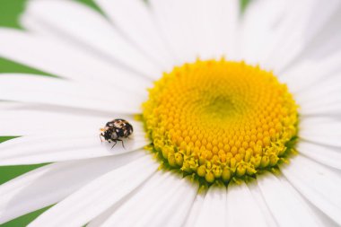 Küçük anther makro büyük papatya üzerinde sürünür. Sarı polen ve uzun beyaz yaprakları ile romantik çiçek benekli kahverengi böcek yakın. Leucanthemum vulgare. Kopya alanı ile yeşil büyük papatya.