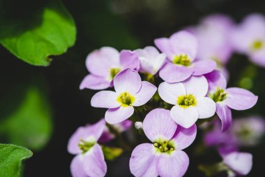 Makro mor hesperis yakın çekim güzel küme. Kopya alanı ile nightviolet küçük mor çiçekler grubun arka plan.