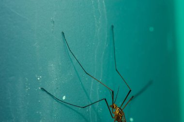 Yakın çekimde mavi arka planda büyük bir sivrisinek. Makro