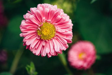 Aster pembe yakın çekim. Pembe narin çiçekler. Makro.