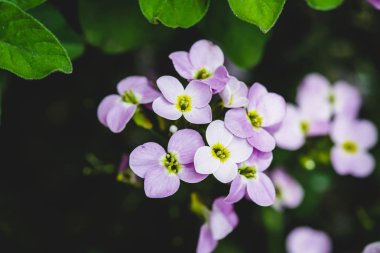 Makro mor hesperis yakın çekim güzel küme. Kopya alanı ile nightviolet küçük mor çiçekler grubun arka plan.