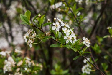 Ağaç cerasus yakın çekim güzel çiçekler. Kopya alanı ile makro dal bahar çiçekleri Romantik arka plan. Sarı pestle ve stamens ile küçük beyaz çiçekler. İlkbaharın çiçekaçan bitkileri.