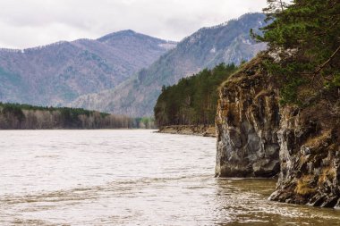 Beautiful mountain landscape with steep cliff near mountain river. Rainy weather in Altai. Coniferous trees above cliff. Overcast sky.