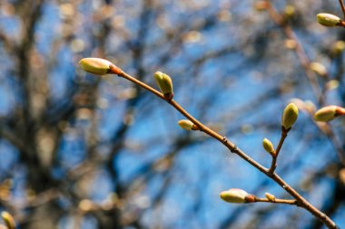 Beautiful linden branches with flowering buds close-up in spring time. Picturesque macro photography of branches of tree in sunny spring day. Colorful background image of buds of leaves of linden.