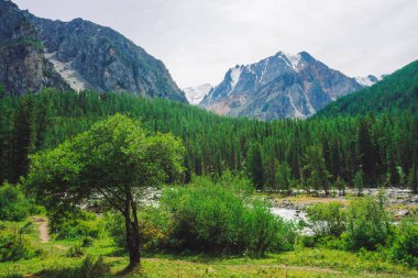 Vadideki dağ derelerine karşı dev kayalara karşı küçük sedir. Buzuldan deredeki su akıntısı. Zengin bitki örtüsü ve yayla ormanı. Kozalaklı ağaçlar. Görkemli doğanın atmosferik manzarası.