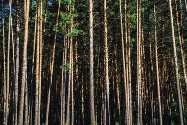Güneş ışığında ki yüksek çamlar yakın. Çam ormanı sınırının arka planı. Çamlık dokusu. Kozalaklı ağaçlar. Atmosferik manzara.