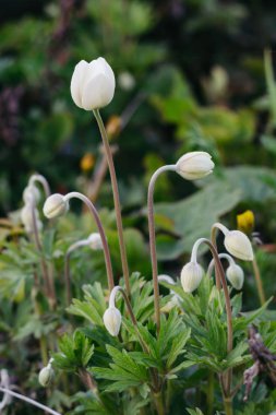 Anemon sylvestris. Yeşil yaprakların arka planına karşı çiçek kar beyaz tomurcukları.