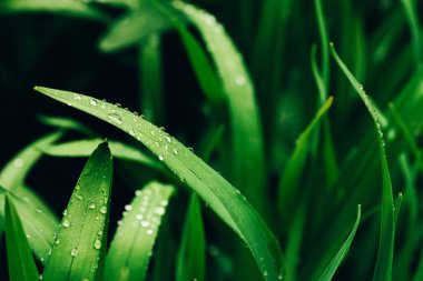 Çiy damlaları ile güzel canlı parlak yeşil çim kopya alanı ile yakın çekim. Saf, hoş, güzel yeşillik yağmur ile güneş ışığı makro damla. Yağmur havasında yeşil dokulu bitkilerden arka plan.