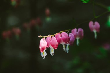 Dicentra spectabilis birçok küçük çiçekler gölge bokeh yakın karşı bir dal üzerinde büyür. Lamprocapnos karanlık arka plan üzerinde kopyalama alanı ile makro spectabilis. Kırık kalpşeklinde çiçekler.