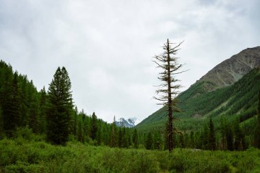 Karlı dağın arka planında iki iğne yapraklı ağaç. Bulutlu havalarda ormanda ölü ve yaşayan ağaçlar. Yayla atmosferik manzara.
