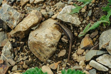 Kayaların arasında saklanan kum kertenkelesi (Lacerta agilis).